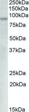 Anti-MYB antibody produced in goat affinity isolated antibody, buffered aqueous solution