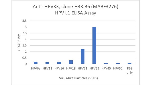 Anti-HPV33 Antibody, clone H33.B6