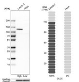 Anti-GLDC antibody produced in rabbit Prestige Antibodies&#174; Powered by Atlas Antibodies, affinity isolated antibody, buffered aqueous glycerol solution