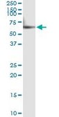 Monoclonal Anti-CYP46A1 antibody produced in mouse clone 2B5, purified immunoglobulin, buffered aqueous solution