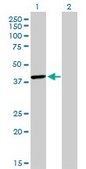 Monoclonal Anti-TFAP4 antibody produced in mouse clone 7A10, purified immunoglobulin, buffered aqueous solution