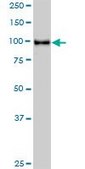 Monoclonal Anti-STAT6 antibody produced in mouse clone 4G7, purified immunoglobulin, buffered aqueous solution