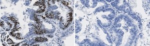 Anti-p-4E-BP1 (Thr37/46) Antibody, clone 1N7 ZooMAb&#174; Rabbit Monoclonal recombinant, expressed in HEK 293 cells