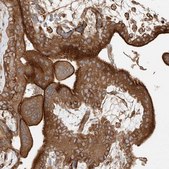 Anti-SNX9 antibody produced in rabbit Prestige Antibodies&#174; Powered by Atlas Antibodies, affinity isolated antibody, buffered aqueous glycerol solution