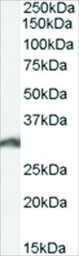 Anti-PSME3 antibody produced in goat affinity isolated antibody, buffered aqueous solution