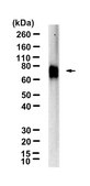 Anti-OLFM4/Olfactomedin-4 Antibody, clone 1B10 ZooMAb&#174; Rabbit Monoclonal recombinant, expressed in HEK 293 cells
