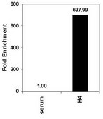 Anticorps anti-acétyl-histone&nbsp;H4 serum, Upstate&#174;