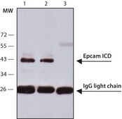 Anti-EpCAM ICD antibody, Mouse monoclonal clone 4A7, purified from hybridoma cell culture