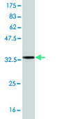 Monoclonal Anti-SYN1 antibody produced in mouse clone 4F6, purified immunoglobulin, buffered aqueous solution
