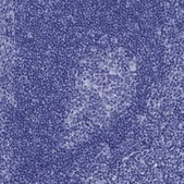 Anti-GIP antibody produced in rabbit Prestige Antibodies&#174; Powered by Atlas Antibodies, affinity isolated antibody, buffered aqueous glycerol solution