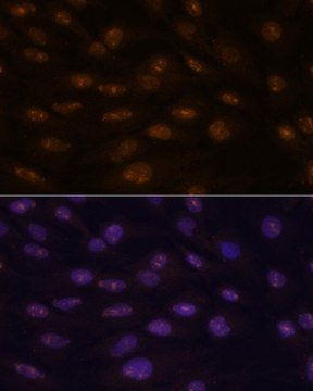 Anti-MYOD1 antibody produced in rabbit