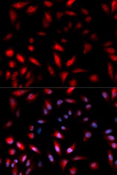 Anti-Phospho-HSP27/HSPB1-S82 antibody produced in rabbit