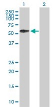 Anti-SELL antibody produced in mouse purified immunoglobulin, buffered aqueous solution