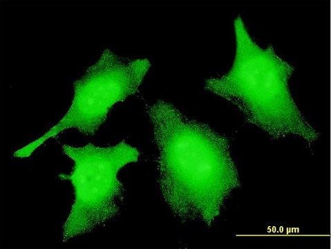 Monoclonal Anti-CASP2 antibody produced in mouse clone 1C11, purified immunoglobulin, buffered aqueous solution