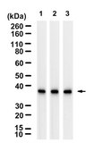 Anti-FPR1 Antibody, clone 1D14 ZooMAb&#174; Rabbit Monoclonal recombinant, expressed in HEK 293 cells