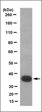 Anti-CRALBP Antibody, clone 3H9.1 clone 3H9.1, from mouse