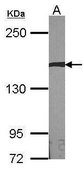 Anti-AUTS2 antibody produced in rabbit affinity isolated antibody, buffered aqueous solution