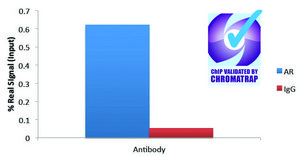 Anti-Androgen Receptor antibody produced in goat affinity isolated antibody, buffered aqueous solution
