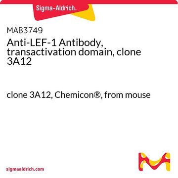 Anti-LEF-1 Antibody, transactivation domain, clone 3A12 clone 3A12, Chemicon&#174;, from mouse