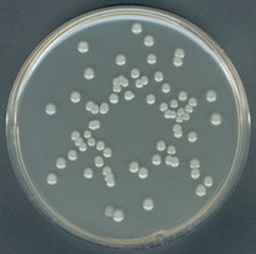 Plate-Count-Agar (Agar 15 g/L) suitable for microbiology, NutriSelect&#174; Plus