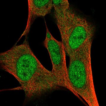 Anti-ZFP3 antibody produced in rabbit Prestige Antibodies&#174; Powered by Atlas Antibodies, affinity isolated antibody