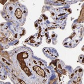 Anti-FGB antibody produced in rabbit Ab1, Prestige Antibodies&#174; Powered by Atlas Antibodies, affinity isolated antibody, buffered aqueous glycerol solution