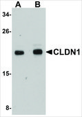 Anti-CLDN1 antibody produced in rabbit affinity isolated antibody, buffered aqueous solution
