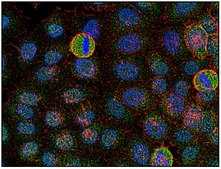 Monoclonal Anti-FYN antibody produced in mouse clone FYN-01