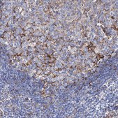 Anti-TMEM173 antibody produced in rabbit Prestige Antibodies&#174; Powered by Atlas Antibodies, affinity isolated antibody, buffered aqueous glycerol solution