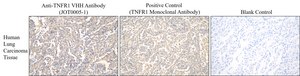 Alpaca Anti-hTNFR, recombinant single domain Antibody Recombinant Alpaca(VHH) Nano antibody