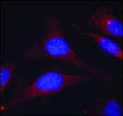 Anti-phospho-PTPN6 (pTyr536) antibody produced in rabbit affinity isolated antibody
