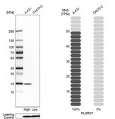 Anti-PLGRKT antibody produced in rabbit Prestige Antibodies&#174; Powered by Atlas Antibodies, affinity isolated antibody, buffered aqueous glycerol solution