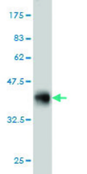 ANTI-GRK6 antibody produced in mouse clone 8D4, purified immunoglobulin, buffered aqueous solution