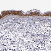 Anti-Anti-PTGS1 antibody produced in rabbit Prestige Antibodies&#174; Powered by Atlas Antibodies, affinity isolated antibody, buffered aqueous glycerol solution