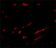 Anti-Slc22A17 antibody produced in rabbit affinity isolated antibody, buffered aqueous solution