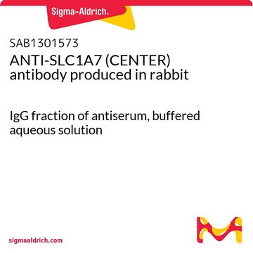 ANTI-SLC1A7 (CENTER) antibody produced in rabbit IgG fraction of antiserum, buffered aqueous solution