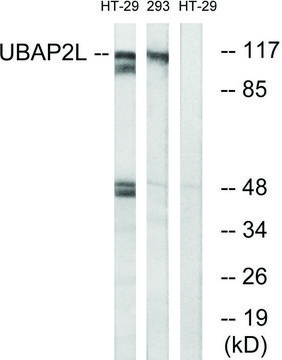 Anti-UBAP2L antibody produced in rabbit affinity isolated antibody