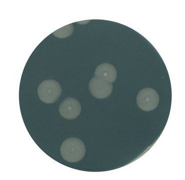 Yeast extract agar suitable for microbiology