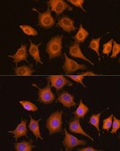 Anti-NF-kB p65/RelA antibody produced in mouse