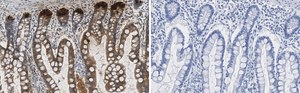 Anti-E-Cadherin Antibody, clone 1G14 ZooMAb&#174; Rabbit Monoclonal recombinant, expressed in HEK 293 cells