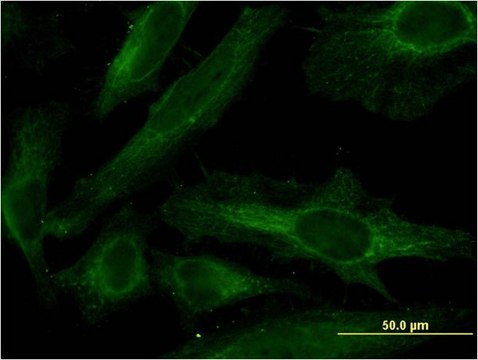 Monoclonal Anti-PDE4C, (N-terminal) antibody produced in mouse clone 4E5, purified immunoglobulin, buffered aqueous solution