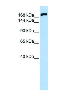 Anti-MYH10 affinity isolated antibody