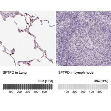 Anti-SFTPD antibody produced in rabbit Prestige Antibodies&#174; Powered by Atlas Antibodies, affinity isolated antibody, buffered aqueous glycerol solution