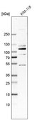Anti-HCN1 antibody produced in rabbit Prestige Antibodies&#174; Powered by Atlas Antibodies, affinity isolated antibody, buffered aqueous glycerol solution