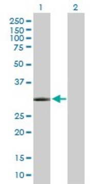 Anti-GSC antibody produced in mouse purified immunoglobulin, buffered aqueous solution