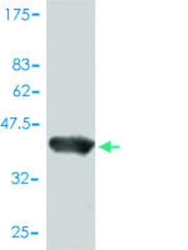 Monoclonal Anti-POLR2D antibody produced in mouse clone 1E4-A5, purified immunoglobulin, buffered aqueous solution