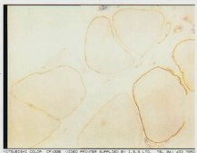 Anti-Dystrophin Antibody, mid-rod, clone 6D3 culture supernatant, clone 6D3, Chemicon&#174;