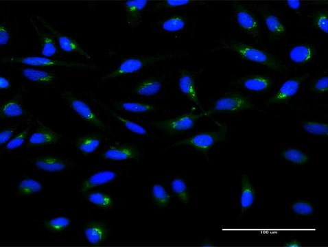 Monoclonal Anti-ARF1 antibody produced in mouse clone 4G6, purified immunoglobulin