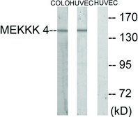 Anti-MEKKK 4 antibody produced in rabbit affinity isolated antibody