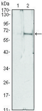 Monoclonal Anti-EPO antibody produced in mouse clone 4F11, ascites fluid